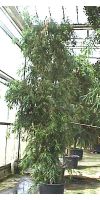 Podocarpus gracilor - Steineibe