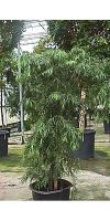 Podocarpus gracilor – Weeping Podocarpus/Fern Podocarpus