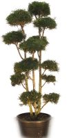Podocarpus marki Bonsai - Steineibe