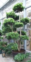 Podocarpus marki Bonsai - Steineibe