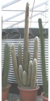 Espostoa lanata - Kaktus