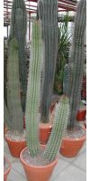 Marshallocereus thurberi - Kaktus
