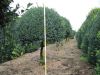 Buxus sempervirens arborescens -  Buchsbaum Kugel auf Stamm