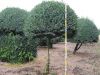 Buxus sempervirens arborescens -  Buchsbaum Kugel auf Stamm