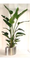 Zimmerpflanze Strelizia nicolai-Riesenstrelitzie