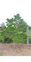 Chamaecyparis obtusa - Hinoki Cypress