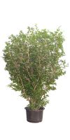 Murraya paniculata – Barktree/China-Box/Orange jasm