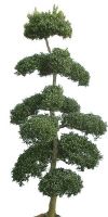 Ilex crenata Bonsai - Garden bonsai