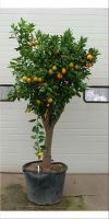 Citrus sinensis - Apfelsinenbaum, Orangenbaum