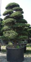 Ilex crenata Bonsai - Japanischer Gartenbonsai