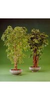 Kunstpflanze - Ficus benjamini