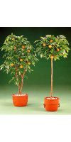 Kunstpflanze - Orangenbaum