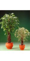 Kunstpflanze - Ficus benjamini compacta