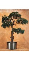 Kunstpflanze - Podocarpus Bonsai