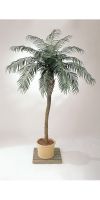 Artificial - Phoenix palm