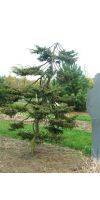 Juniperus communis Hornibrookii - Wacholder - Machandel