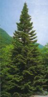 Abies alba - European silver fir