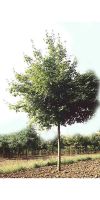 Acer cappadocicum `Rubrum`