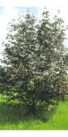 Acer platanoides - Schwarzahorn
