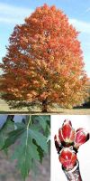 Acer saccharinum - silver maple