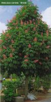 Aesculus carnea `Briotii` - red horse-chestnut