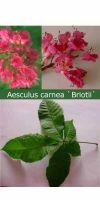 Aesculus carnea Briotii - Blut-Rosskastanie