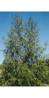 Betula alba - Silver birch