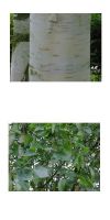 Betula utilis - Himalayan birch