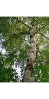Betula verrucosa Youngii - Trauerbirke, Hängebirke