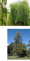 Betula verrucosa `Youngii` - Silver Birch