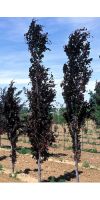 Fagus sylvatica `Dawyck Purple` - Beech, Dawyck Purple European