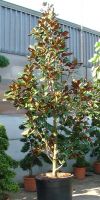 Magnolia grandiflora `Gallisoniensis`- Immergrüne Magnolie