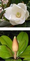 Magnolia grandiflora `Gallisoniensis`