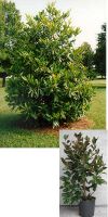 Magnolia grandiflora `Gallisoniensis`