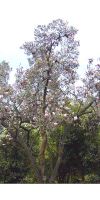 Magnolia soulangeana - Tulpen-Magnolie