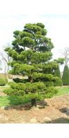 Pinus contorta Compacta Bonsai - Bonsai Kiefer