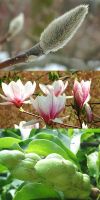 Magnolia soulangeana - Tulpen-Magnolie, in Sorten