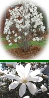 Magnolia stellata - Star magnolia