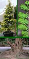 Metasequoia glyptostroboides - Urwelt-Mammutbaum, Sumpfzypressen
