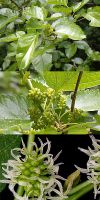 Morus alba `Pendula`- Weeping white mulberry