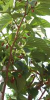 Morus platanifolia - Mulberry