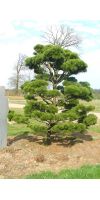 Pinus contorta Compacta Bonsai - Zwerg-Dreh-Kiefer