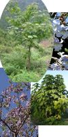 Paulownia tomentosa - Empress Tree, Foxglove Tree, Kawakami