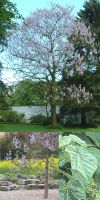 Paulownia tomentosa - Empress Tree, Foxglove Tree, Kawakami