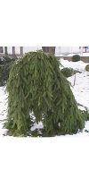 Picea abies `Inversa Pendula `- Gemeine Hängefichte