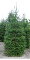 Picea abies - Rotfichte oder Gemeine Fichte
