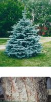 Picea pungens glauca `Koster`- Blaufichte