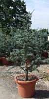 Picea pungens `Koster`