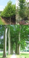 Platanus acerifolia - Gewöhnliche Platane