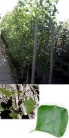Populus nigra `Italica`- Säulen-Pappel, Schwarzpappel